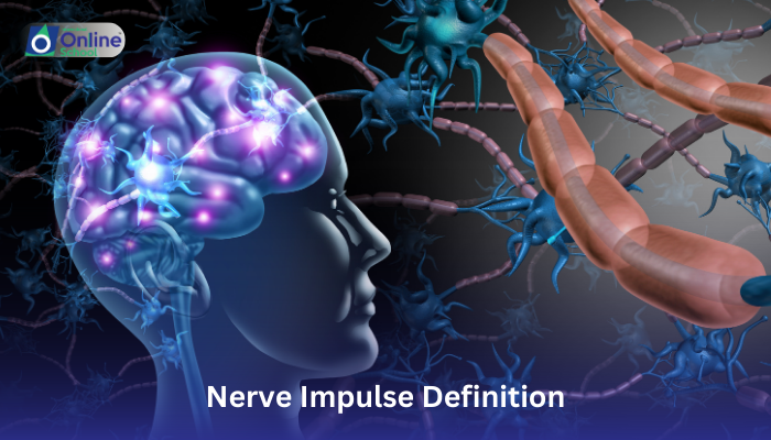 Lesson 08: Nerve Impulse Definition